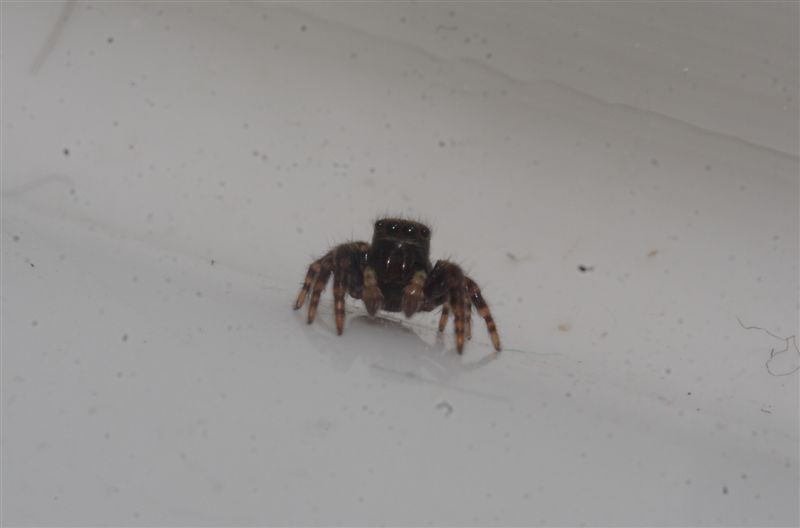 Pseudeuophrys sp.